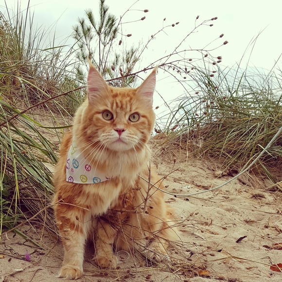 Meet your Posher, Anna - Picture 1 of 1